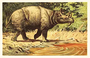 Eocene Prints: Uintatherium anceps, extinct herbivorous mammal of the Eocene