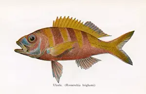 Stripped Prints: Ulaula, Fishes of Hawaii