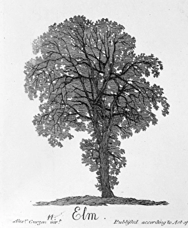 Alexander Cozens Gallery: Ulmus procera, elm