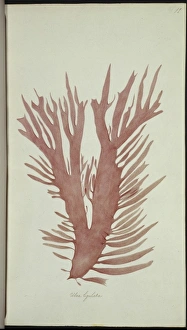 Algal Gallery: Ulva lingulatam, alga