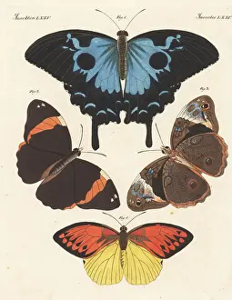 Carl Bertuch Prints: Ulysses butterfly, Opsiphanes cassiae and Hebomoia leucippe