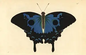 Ulysses butterfly, Papilio ulysses