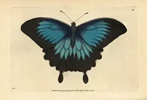Ulysses Prints: Ulysses butterfly, Papilio ulysses