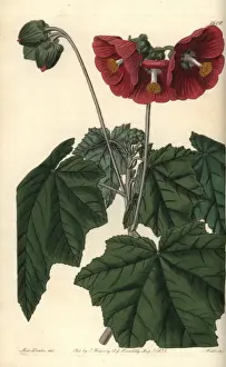 Sydenhamedwards Prints: Umbel-flowered mallow, Phymosia umbellata
