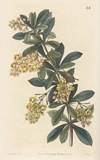 Shrub Prints: Umbellate berberry, Berberis umbellata