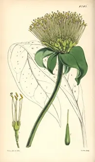 Umbellate leianthus, Leianthus umbellatus