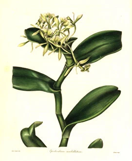 Nevitt Collection: Umbellated epidendrum orchid, Epidendrum umbellatum