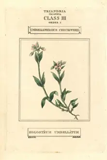Umbelliferous chickweed, Holosteum umbellatum