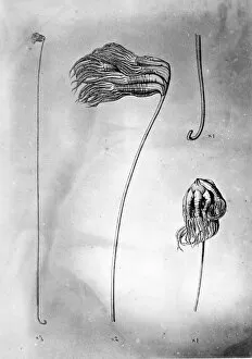 Anthozoan Gallery: Umbellula thomsoni, deep-ocean sea pen