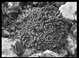 Perennial Gallery: Umbilicus Chrysanthus (Cotyledon Chrysantha)