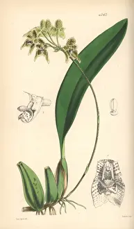Umbellatum Prints: Umbrella bulbophyllum orchid, Bulbophyllum umbellatum