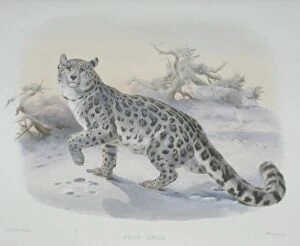 Uncia uncia, snow leopard