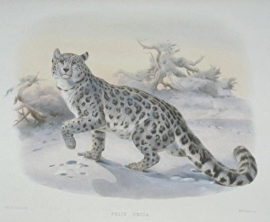 Uncia uncia, snow leopard Uncia uncia, snow leopard