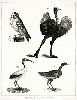 Ostrich Collection: Unclean Land Birds- Judaism