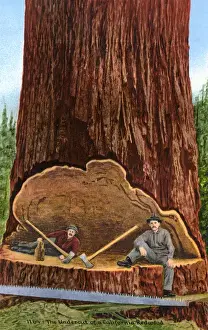 Immense Prints: The Undercut of a Californian redwood