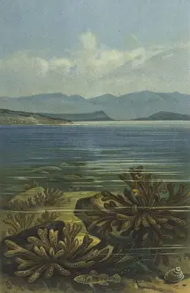 Adriatic Prints: UNDERWATER SCENE
