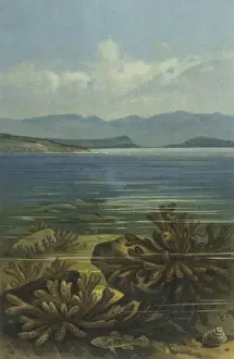 Underwater Scene