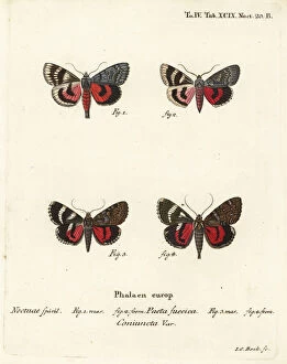 Mademoiselle Collection: Underwing moths, Catocala pacta and Catocala coniuncta