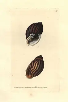 Elford Prints: Undulated and least carychium