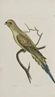 Parakeet Prints: Undulated parakeet