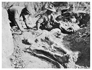 Unearthing a Dinosaur