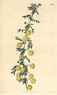 Acacia Gallery: Unequal-winged acacia, Acacia nigricans