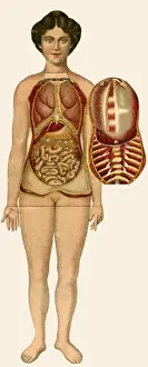 Unfolding female anatomy