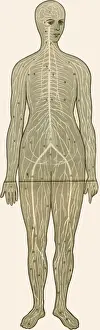 Unfolding female anatomy