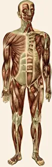 Unfolding male anatomy