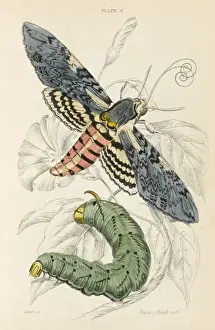 Hawk Prints: Unicorn Hawk Moth