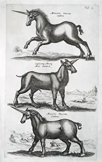 Unicorn Prints: Three unicorns