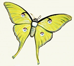Images Dated 17th May 2007: Unidentified butterfly