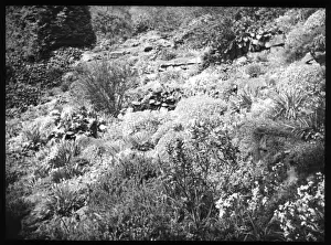 Rockery Prints: Unidentified garden with rockery