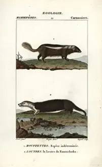 Skunk Prints: Unidentified species of skunk (Conepatus semistriatus?)