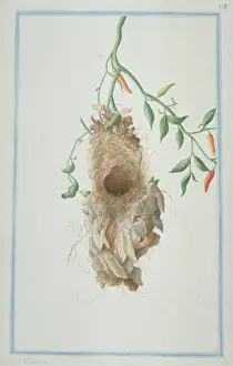 Loten Prints: Unidientified sunbird nest