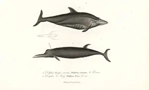 Lesson Prints: Unknown dolphin species