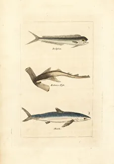 Unknown fish, hammerhead and blue shark