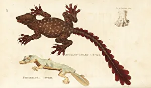 Amphibia Collection: Unknown gecko species and giant leaf-tailed gecko