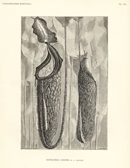 Pitcher Collection: Unknown pitcher plant species, Nepenthes curtisi