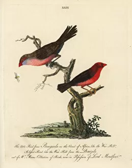 Loxia Collection: Unknown South African waxbill and Brazilian