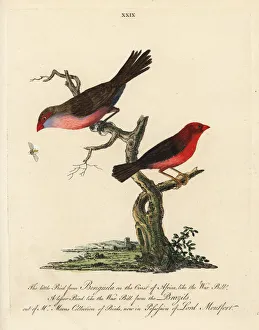 Loxia Collection: Unknown South African waxbill and Brazilian