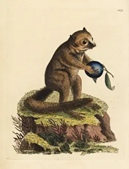 Minute Prints: Unknown species of bushbaby or mouse lemur