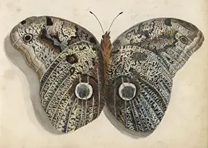 Unknown Species of Moth