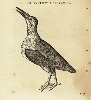 Shorebird Prints: Unknown species of waterbird, sandpiper or knot