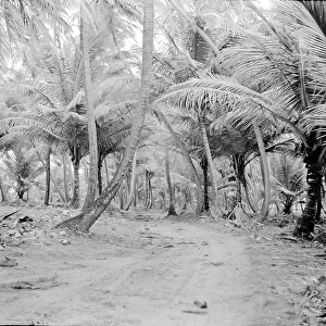 Unknown - Unidentified Tropical Location