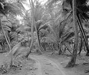 Unknown - Unidentified Tropical Location
