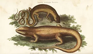 Amphibia Collection: Unkown lizard and bar-lipped sheen-skink
