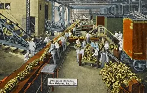 Unloading Bananas, New Orleans