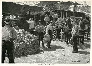 Transporting Gallery: Unloading bananas from steamship 1891