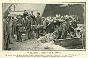 Bunches Collection: Unloading a cargo of bananas from Jamaica to Bristol